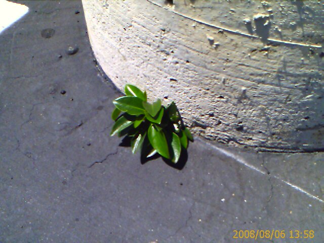 Parking Lot Plant